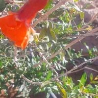 فروش زمین باغی با سند|فروش زمین و ملک کلنگی|اصفهان, قهجاورستان|دیوار