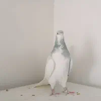 چند عدد کبوتر هم پرنده هم جفتی|پرنده|قزوین, |دیوار