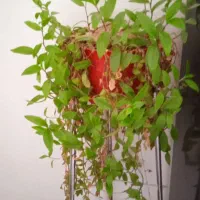 گل ساختمانی|گل و گیاه طبیعی|ابهر, |دیوار