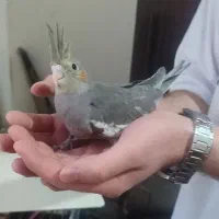 عروس هلندی سخنگو|پرنده|قزوین, |دیوار