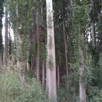 فروش درخت صنوبر