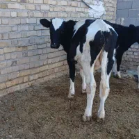 گوساله جوانه تلیسه تخک گاو|حیوانات مزرعه|نیشابور, شهید بهشتی|دیوار