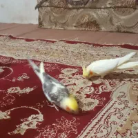 عروس هلندی سخنگو|پرنده|اطاقور, |دیوار