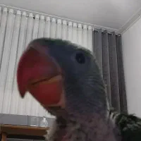 شاه طوطی|پرنده|قرچک, زیبا شهر|دیوار