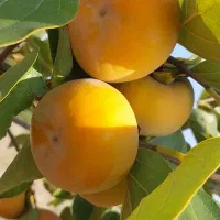 اجاره زمین کشاورزی  به مساحت ۷۰۰۰ متر|اجارهٔ دفتر صنعتی، کشاورزی، تجاری|گرگان, |دیوار