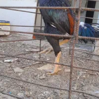 خروس لاری دونگ بالا