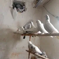 کفتر پرشی|پرنده|ری, شهید بهشتی|دیوار