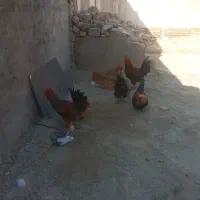خروس محلی درشت وقلدر
