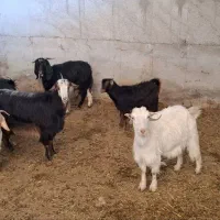 بز بزغاله|حیوانات مزرعه|کرمانشاه, |دیوار