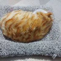 اسباب بازی گربه صدا دار|اسباب‌‌بازی|ماکو, |دیوار