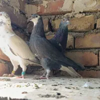 ماده ریش دم سفید|پرنده|زاهدان, |دیوار