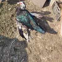 قوغاز افریقایی اردک روسی اسرائیلی نر جوان سنگین|حیوانات مزرعه|تهران, نعمت‌آباد|دیوار