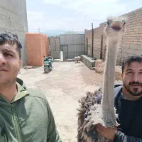 گوشت شتر مرغ