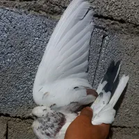 ۶تا کبوتر|پرنده|دره شهر, |دیوار