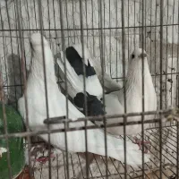 چندجفت کفترخوب|پرنده|پاکدشت, پاکدشت (مامازند)|دیوار