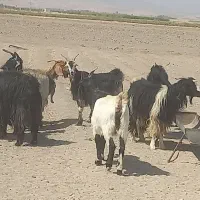 بز ترکی
