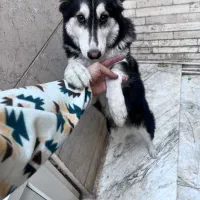 توله هاسکی و گرگ|سگ|تهران, والفجر (افسریه)|دیوار