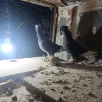 کبوتر|پرنده|بیرجند, |دیوار