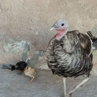 یک عدد بوقلمون با دو عدد جوجه لری|حیوانات مزرعه|پلدختر, |دیوار