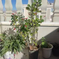 گل‌های فروشی|گل و گیاه طبیعی|نیشابور, دارایی|دیوار