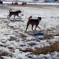 سگ ه|سگ|مشگین شهر, |دیوار