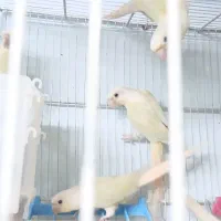 مونچیک و ردچیک