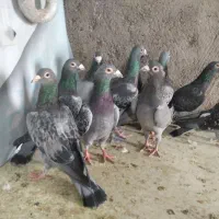 آلمانی ودورگ کفتر بوم پرشی