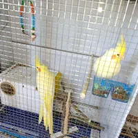 طوطی عروس هلندی .|پرنده|سنندج, |دیوار