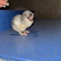 دستگاه جوجه کشی ۲۱۰تایی دماوند