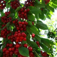 پیشفروش نهال آلبالو گیسی