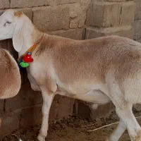 بره قوچ‌چینی