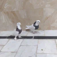 کفتر طوقی|پرنده|آران و بیدگل, |دیوار