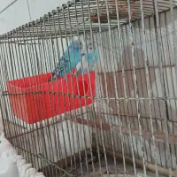 مرغ عشق|پرنده|دلبران, |دیوار