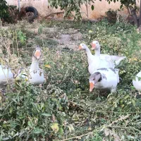 فروش فوری غاز|حیوانات مزرعه|روانسر, |دیوار
