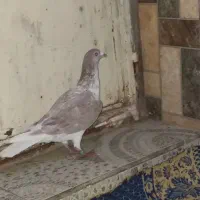 کبوتر پلاکی غریب لچکه به سر