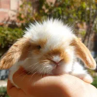 بچه خرگوش لوپ اصیل|موش و خرگوش|اردبیل, |دیوار