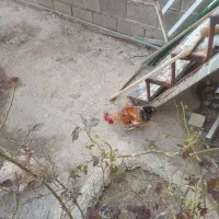 فروش خروس خوشگل و گلین|حیوانات مزرعه|باغ ملک, |دیوار