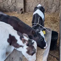 ۳ راس گوساله نر صنعتی ۵۰ روزه|حیوانات مزرعه|اصفهان, بهارستان|دیوار