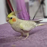 عروس هلندی گمشده