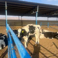 استخدام نیروی  خانم در شیردوشی گاوداری