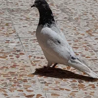 کوت شلوار