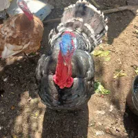 بوقلمون نروماده