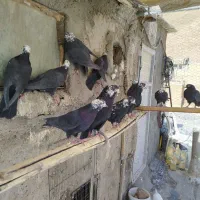 کفتر کله بر