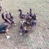 اردک اسراییلی سه ماهه|حیوانات مزرعه|شاندرمن, |دیوار