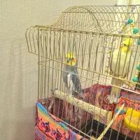 عروس هلندی نر وماده