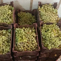 انگور اسکری درجه یک