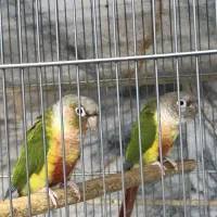 پرورش تخصصی طوطی گرینچیک با تست جنسیت معتبر