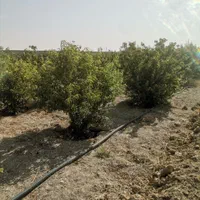 باغ قیمت مناسب|فروش زمین و ملک کلنگی|اصفهان, براآن شمالی|دیوار