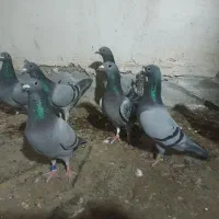 کبوتر مسافتی رنگی تکپر گرفتنی معاوضه|پرنده|گنبد کاووس, |دیوار