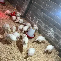 بوقلمون بیوتی اورگانیک زیر قیمت بازار|حیوانات مزرعه|لشت نشا, |دیوار